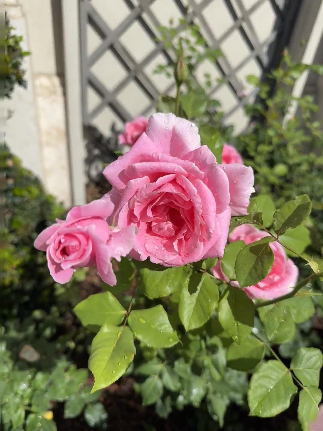 吉祥美好的谷雨，从微笑开始！
今天是春天最后一个节气——谷雨。
时至谷雨，春意渐