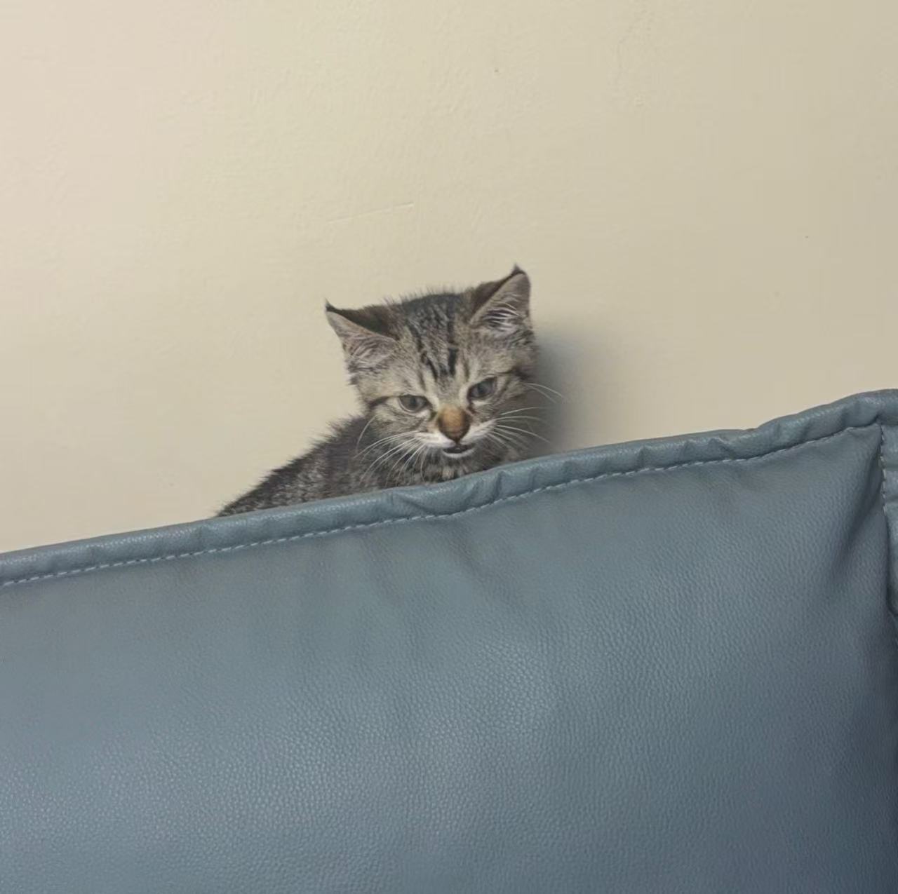 张奕然泡泡晒猫 张奕然新晋铲屎官来咯！！！来高会泡泡晒猫啦，还发语音报备了收养咖
