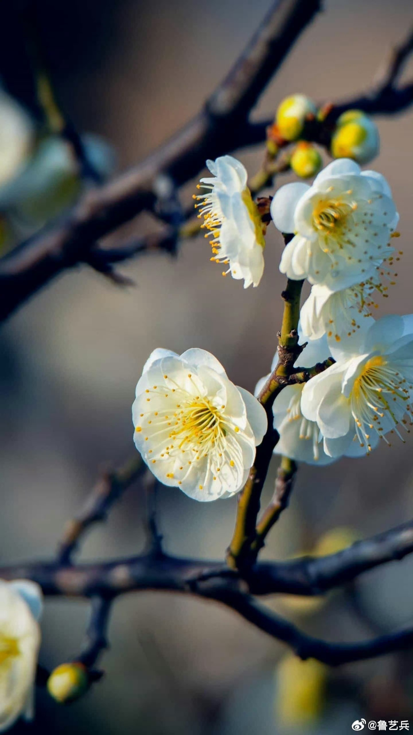 早安早安心语早安,新的一天  早安心语超话  治愈不开心人生感悟人生微语每天说早