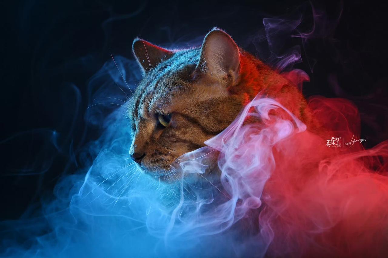 狸花猫的气势[爱慕]