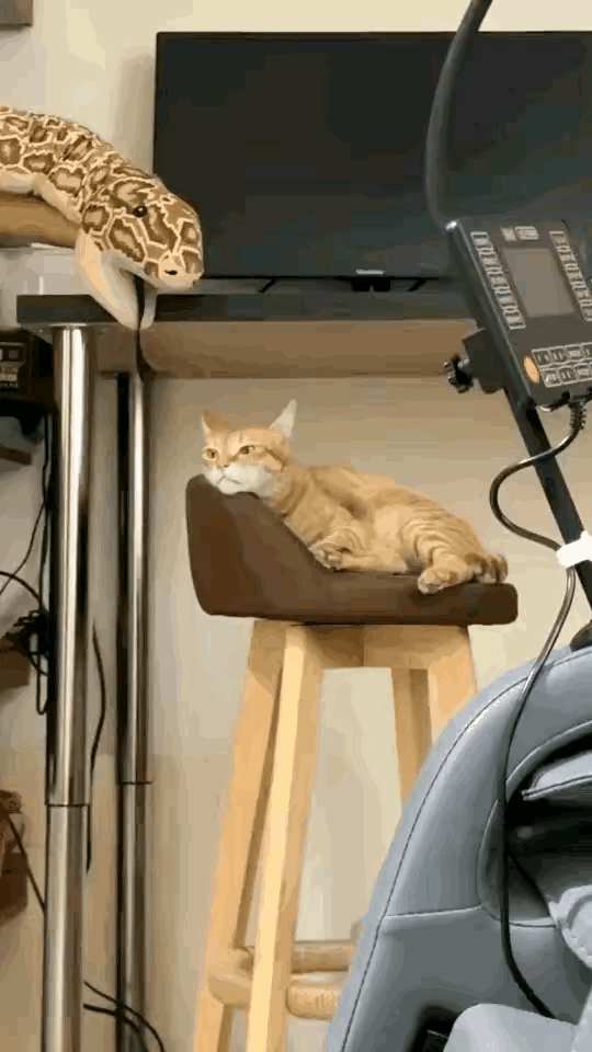 这可能是这只猫，
这辈子最大的噩梦了。