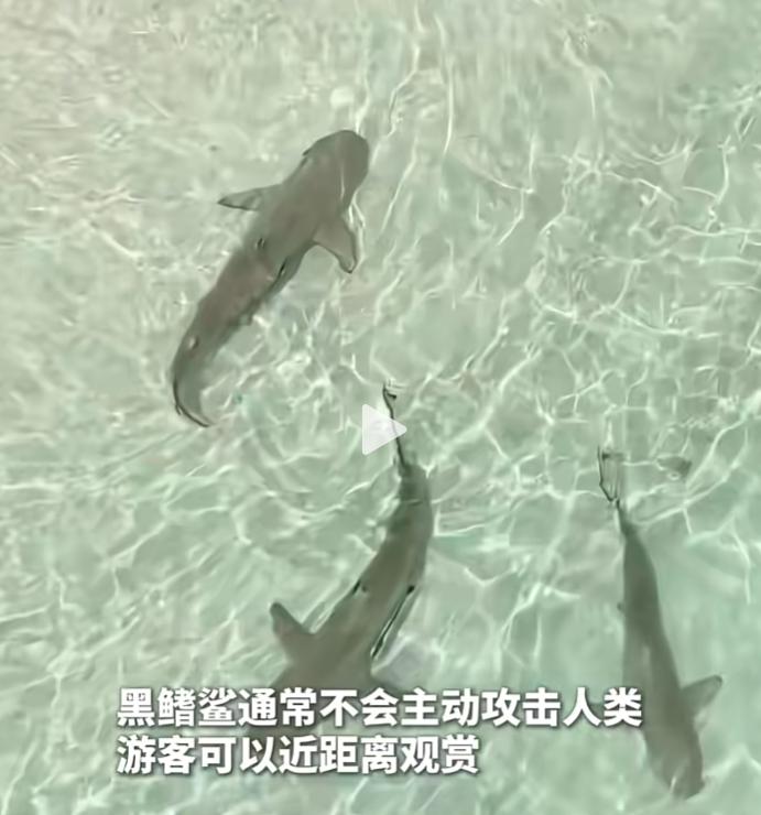 7月20日，海南三亚蜈支洲岛附近海域传出黑鳍鲨现身的消息，海边差点开成打卡大会。
