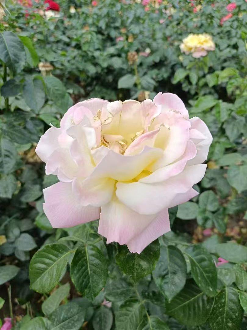 发一张你相册最近拍的花漂亮的月季花[赞][赞]