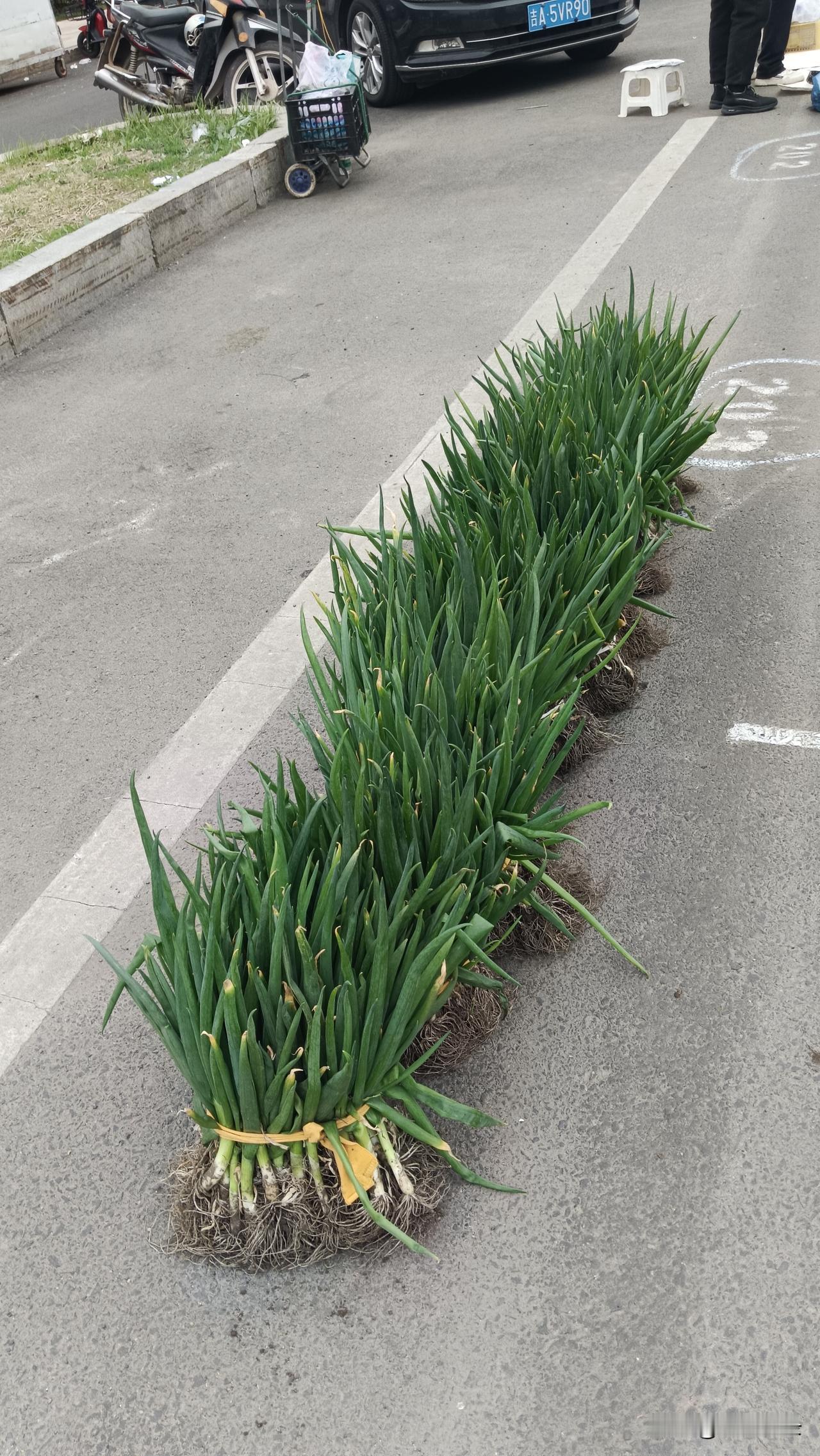 德惠市政府旁边的早市开市了！
商品还是那么丰富，琳琅满目。
发芽葱一元一捆！
黄