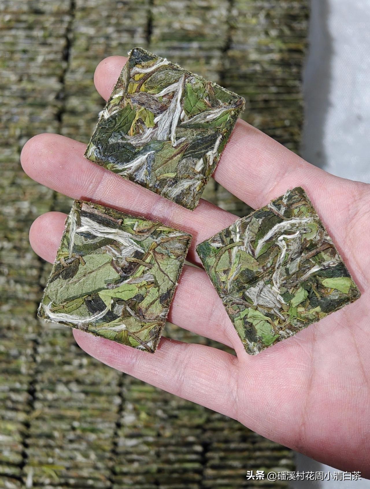 2025年磻溪高山白牡丹饼干茶
一片一泡，随身携来山野花香
不用撬茶，不用称重，