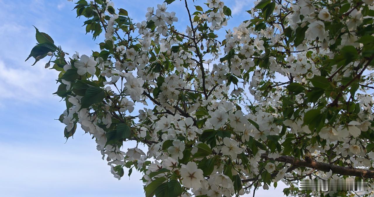 抱龙河岸边的大岛樱盛开洁白的鲜花