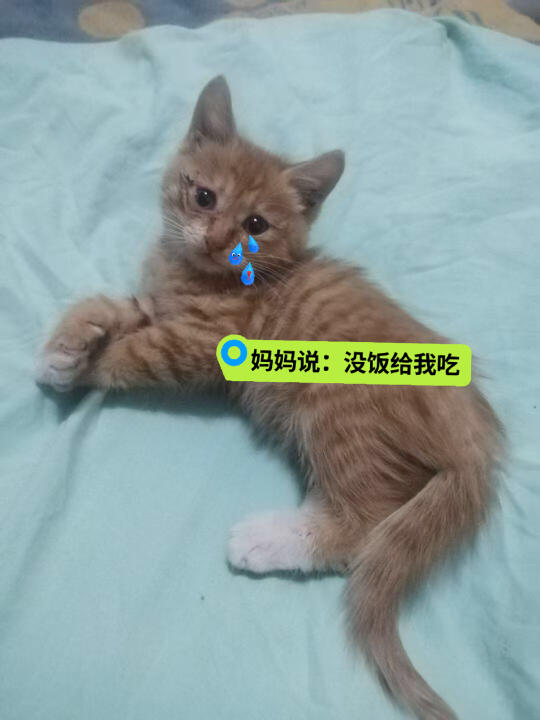 小橘好可粘，找领养找妈妈