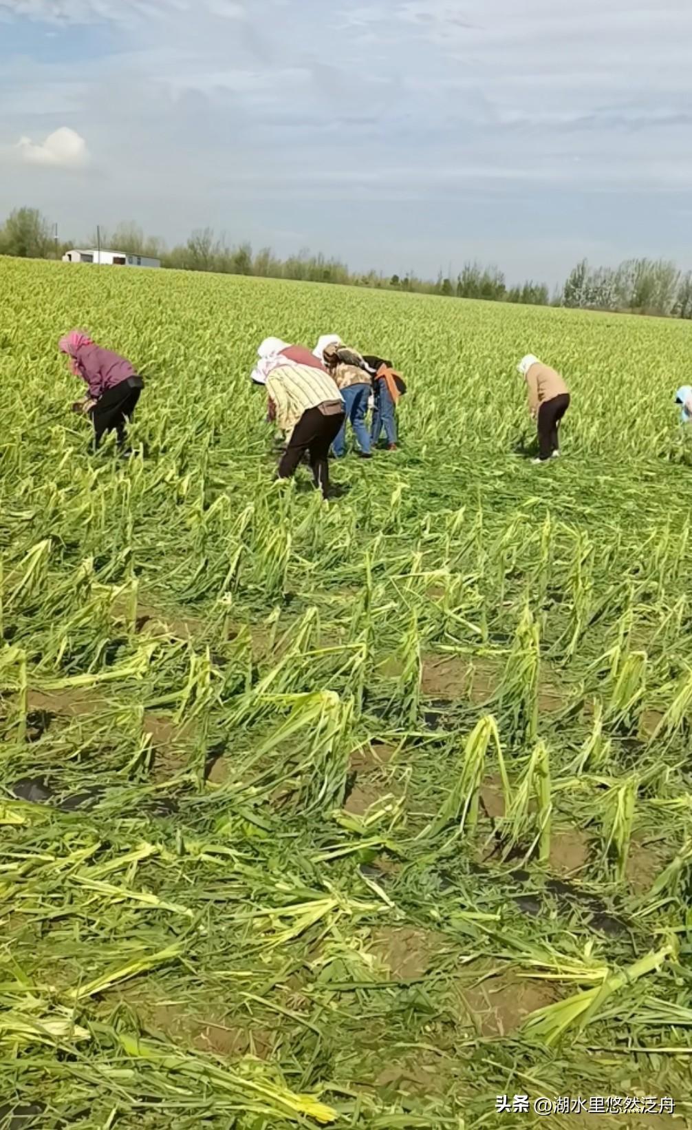 我们隔壁建昌
开始收玉米了