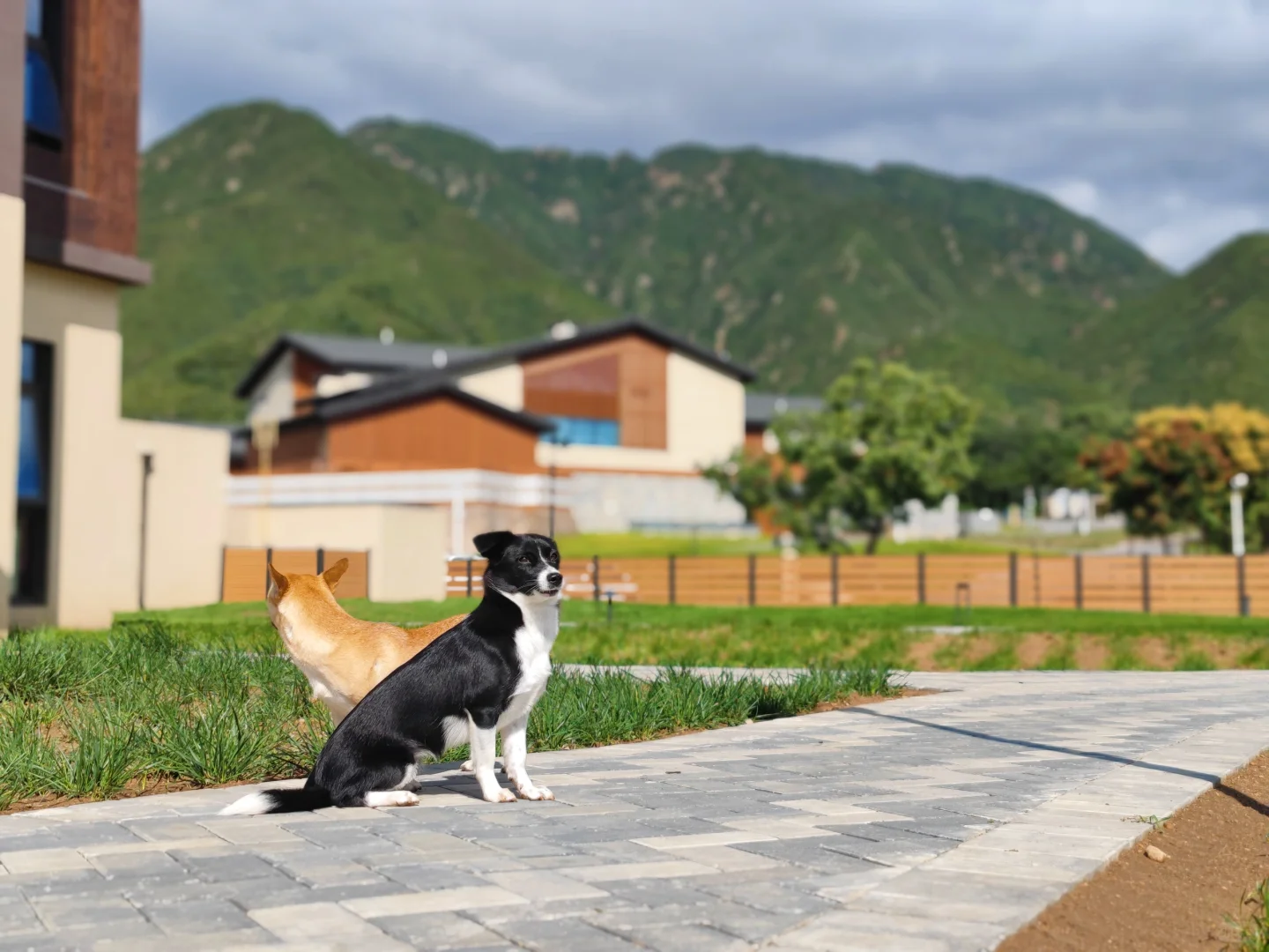 带狗度假天花板|没狗不许住🙅‍♀️