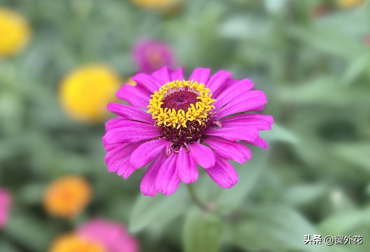 重拍百日菊（随手拍）。百日菊，又名百日草。花朵生有舌状花瓣，色彩繁多，图中这株是