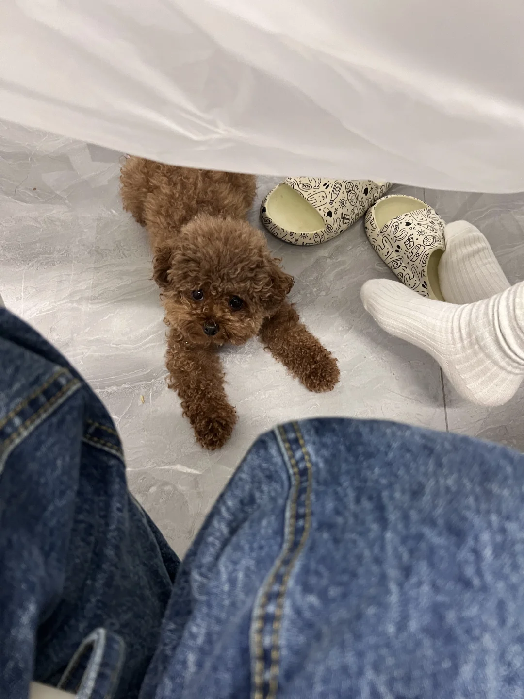 餐桌下的虔诚小狗