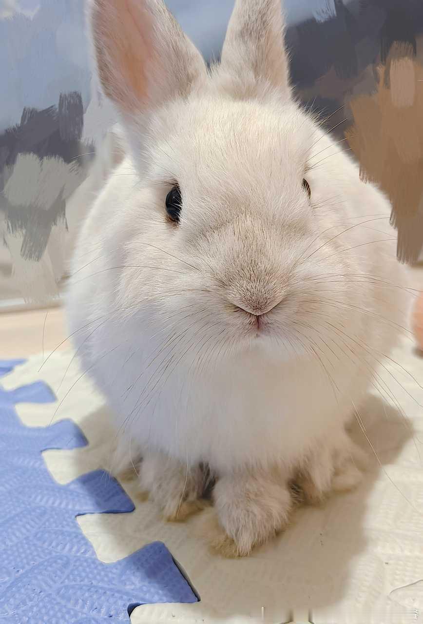 14329🐇【纯路人】不懂就问这是一个球吗 