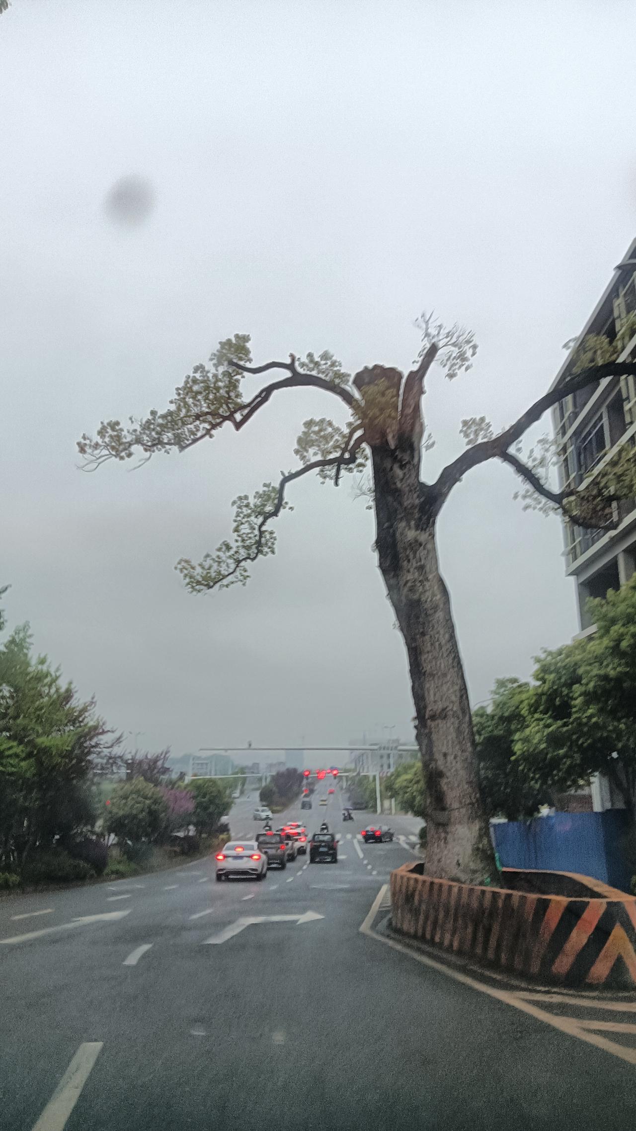 天台县一棵600年的苦槠树和一棵500年的樟树，暴力迁移后死亡，60万“冻死”封