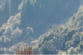 都说梨花像雪，其实苹果花才像雪。雪是厚重的，不是透明的。梨花像什么呢？梨花的瓣子