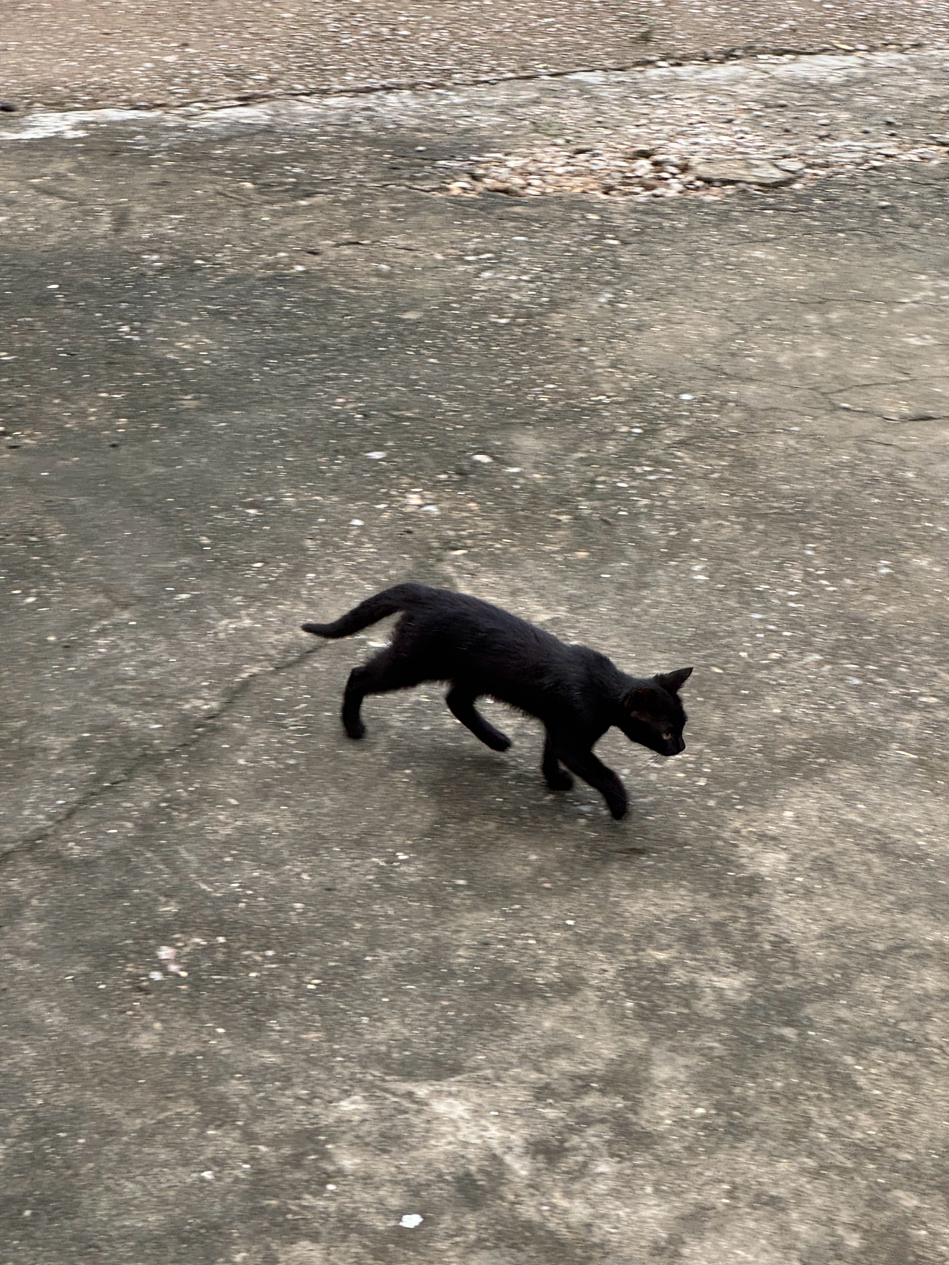 纯黑猫 