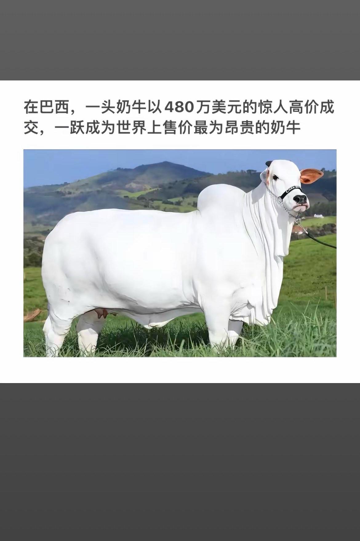 巴西惊现480万美元天价奶牛，成为全球最贵奶牛！