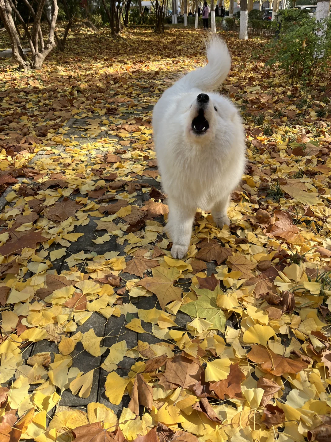 美景下的碎嘴子