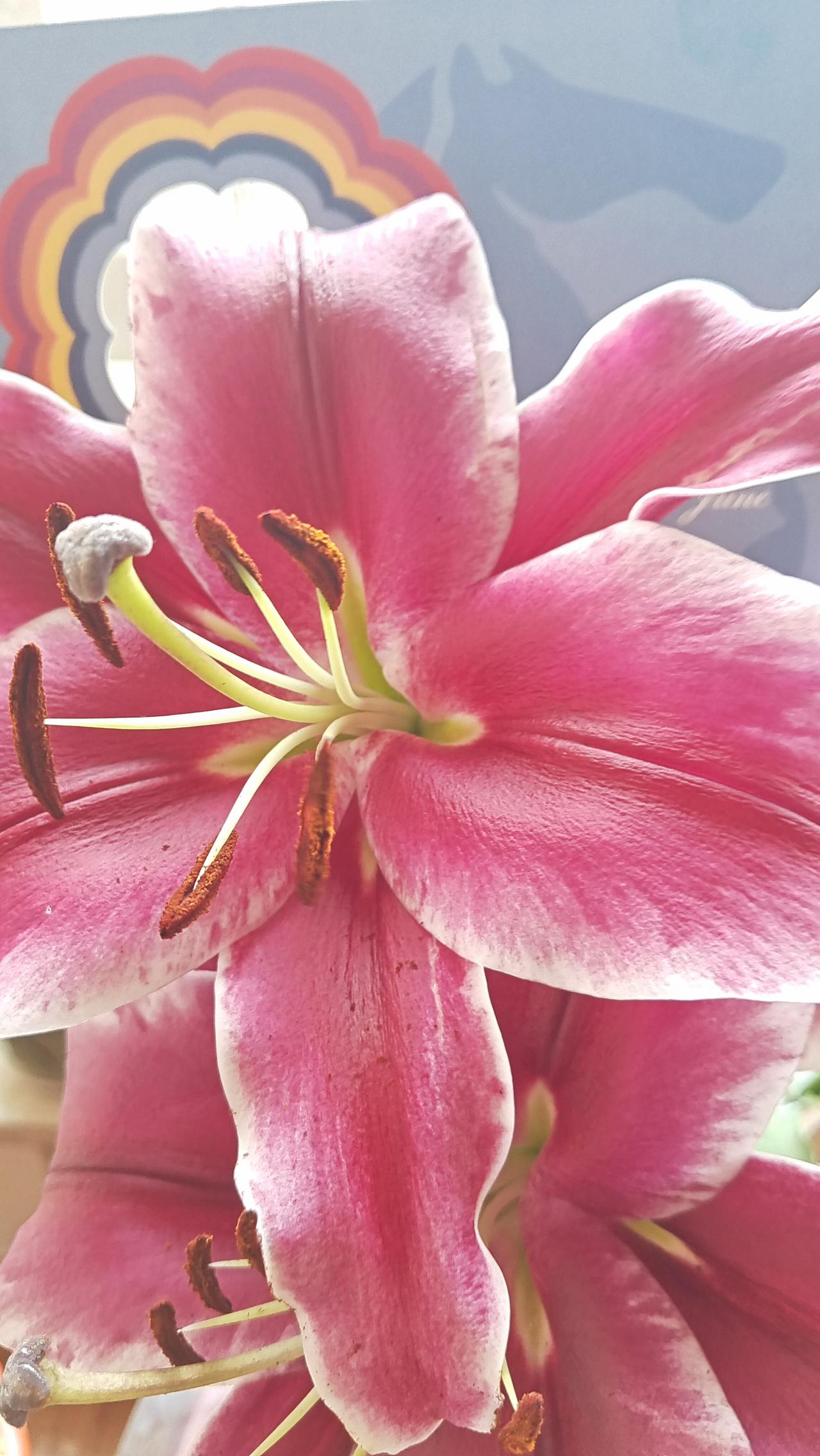 粉嫩欲滴的百合花，绽放出春天的气息！🌸🌸🌸