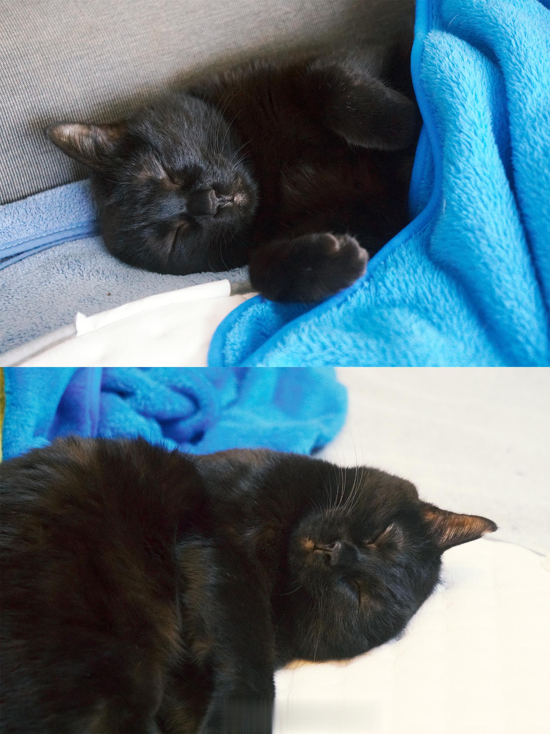 睡覺時會不見一隻耳朵～#蝦蝦不可以太可愛# ​​​