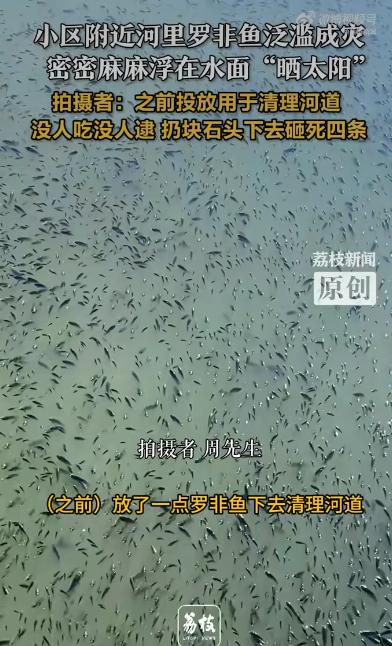 温州的河道里可热闹了，好多市民发现河面上密密麻麻全是罗非鱼，黑压压一片，像给河面