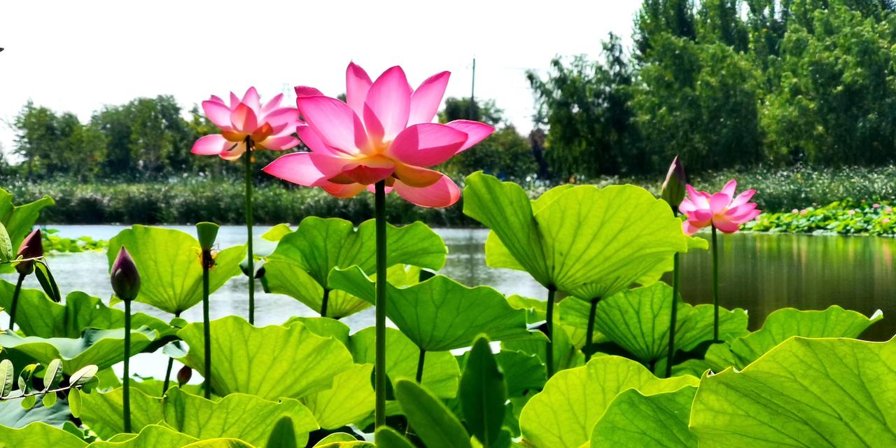 “出水芙蓉”，水中芙蓉，自然是荷花，出淤泥而不染，濯清涟而不妖，亭亭净植，不蔓不