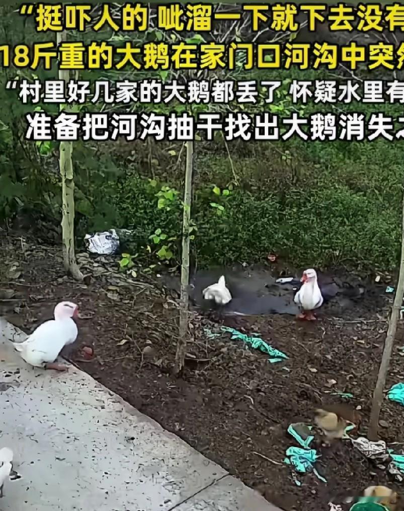 有好几种可能。
1、被水里的鱼或蛇，乌龟咬住了，往深处拉。
2、大鹅自己玩深泳，