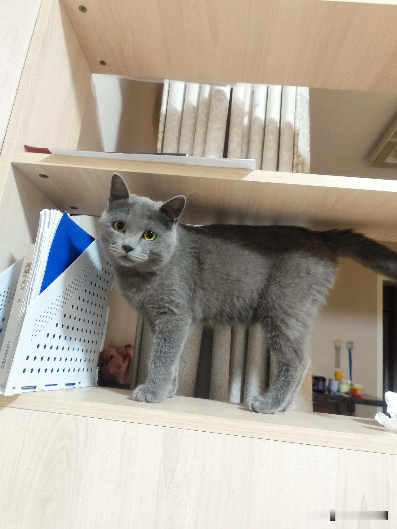 越来越过分的蓝胖子……