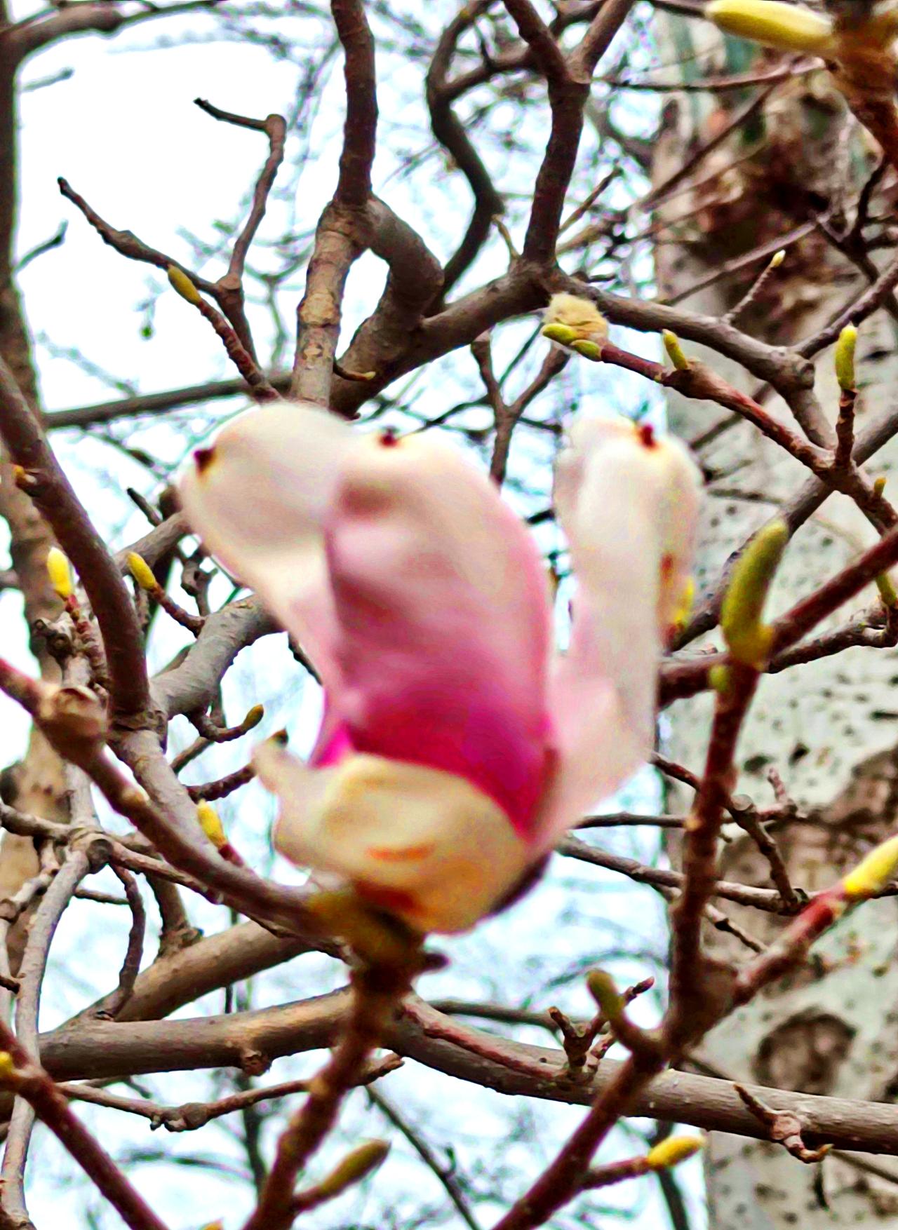 南湖公园的《紫玉兰》
   打卡沈阳南湖公园，园内的″鱼跃荷香园″中，紫玉兰正在