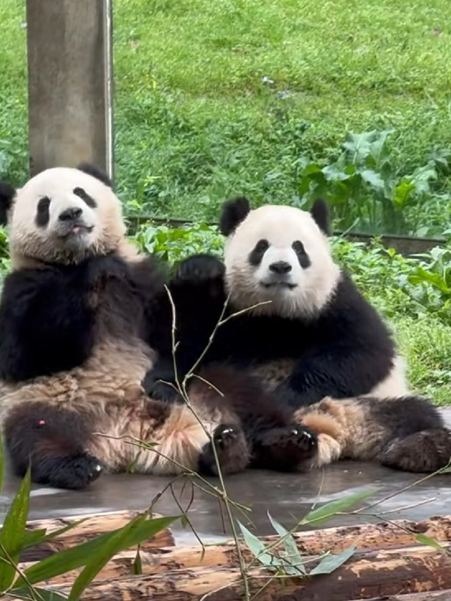 不管渝可渝爱他们什么样的，都是我心目中最棒的大熊猫。[比心]