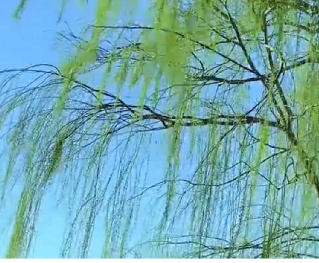 别把心事说给风听
 
曾看到一句话：
倘若你把秘密告诉了风，就别怪风讲给整片森林