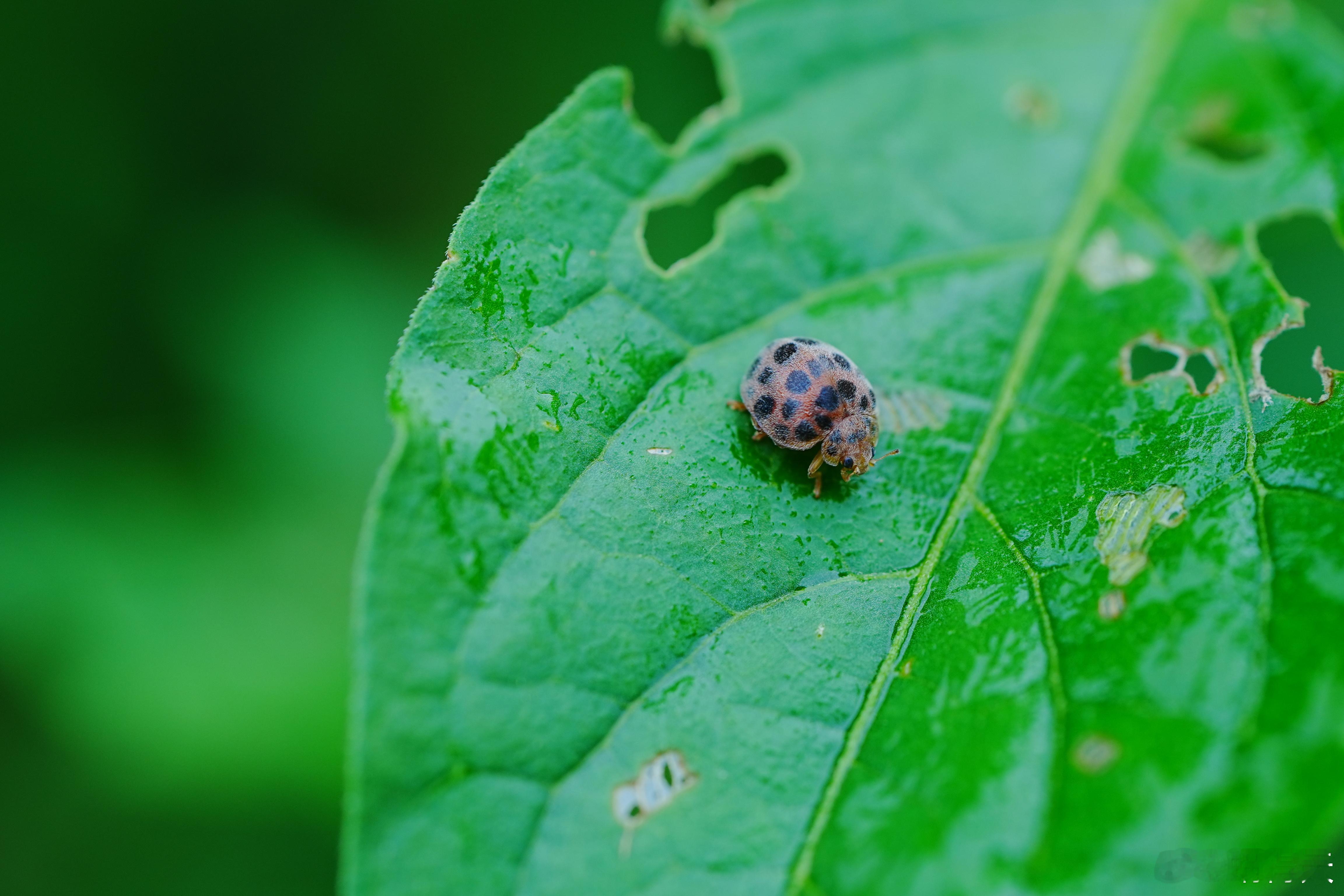 瓢虫🐞壳上还有毛？[笑cry][笑cry][笑cry]蜗的摄影日记摄影分享 ​