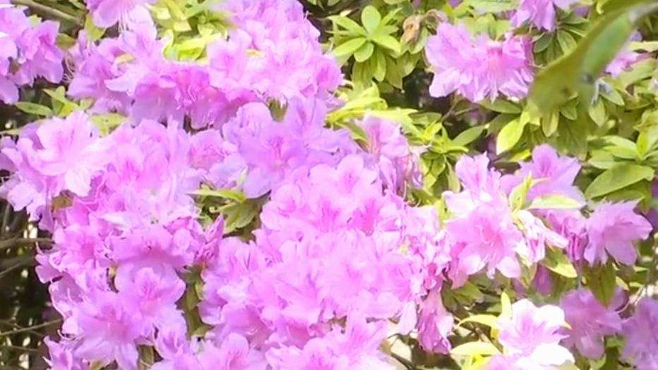 🔥昆明人速冲！杜鹃花海刷屏预警昆明植物园第四届杜鹃花展开幕啦！3.20-4.1