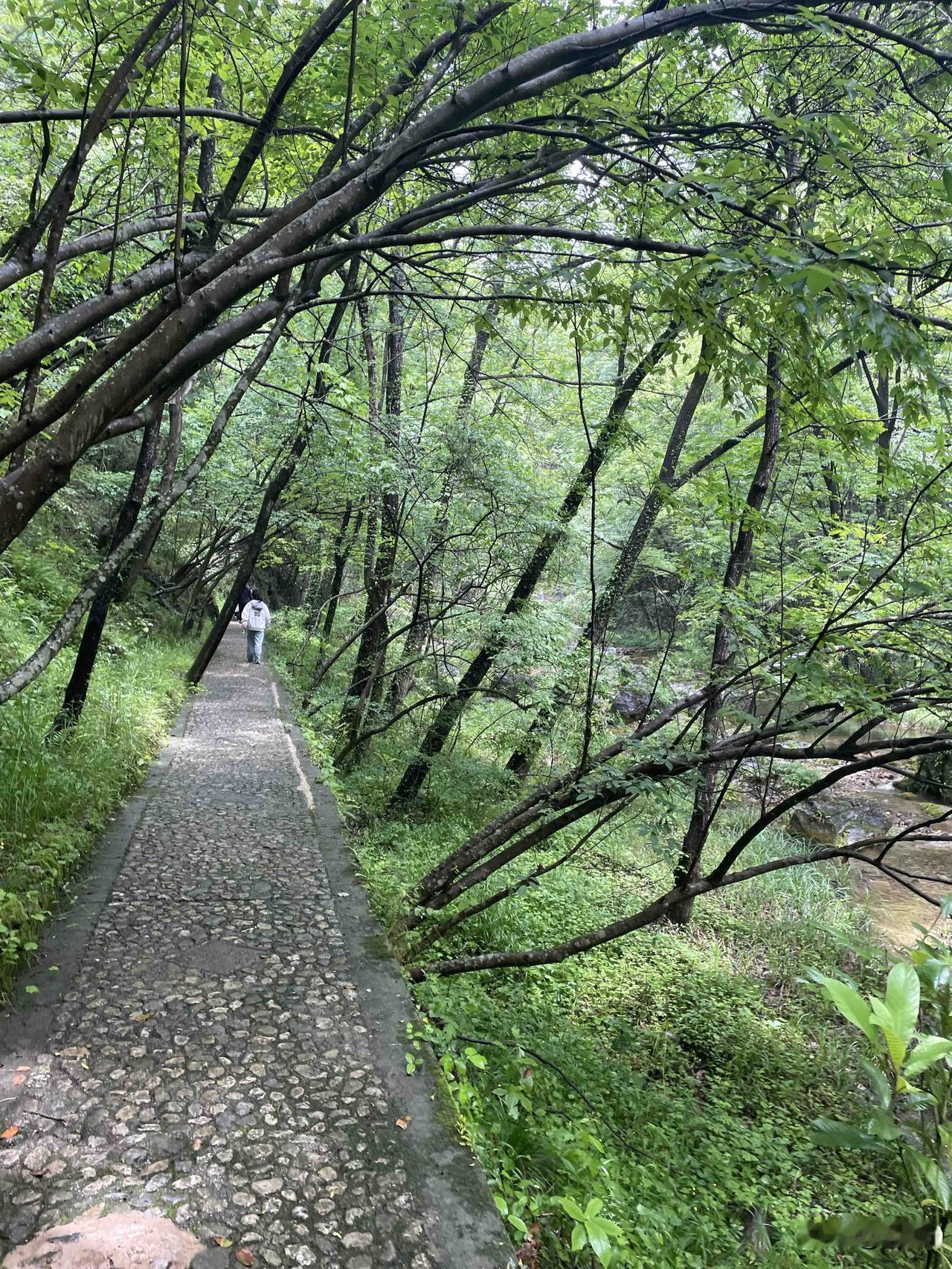 【山花子•岸柳成阴蔽小桥】
岸柳成阴蔽小桥，蜻蜓点水好逍遥。
几许白云飞燕子，竞