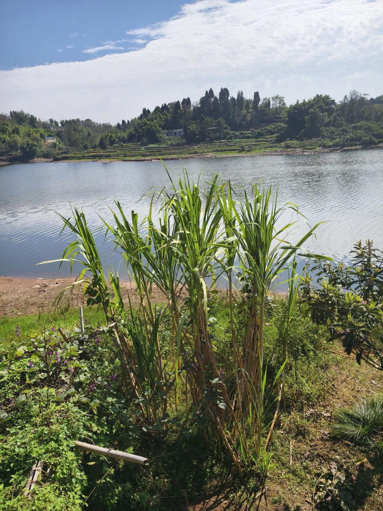 甘蔗看看
        ——南木子
一湖碧水蓝又美，
几棵甘蔗是点缀。
儿时见