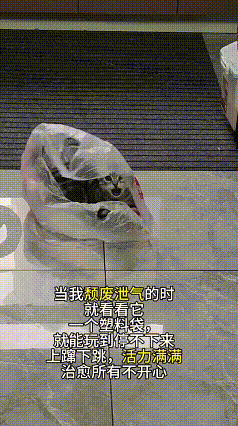 看到这个视频，心里一下就被暖到了。小猫钻进塑料袋里玩，上蹿下跳、活力满满的样子，