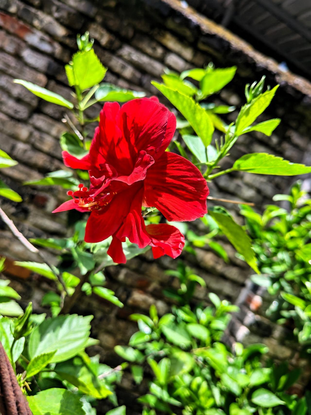 这么炎热，这种花花依然不惧炎热，顽强地开了一批又一批[赞][赞][赞]
