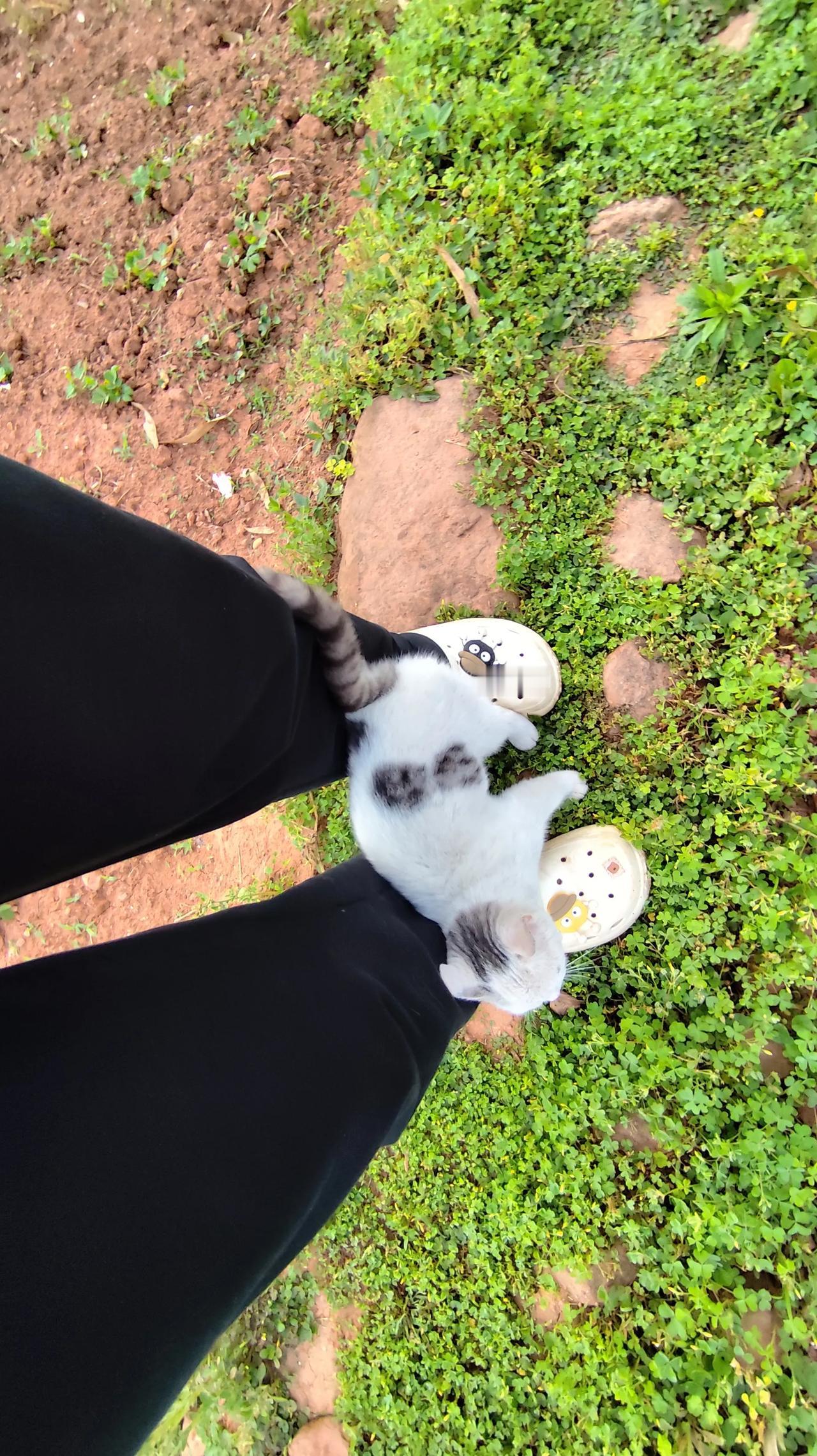 春日生活打卡季春日里的风景，和小猫咪一起玩！分享你在乡村的美好生活