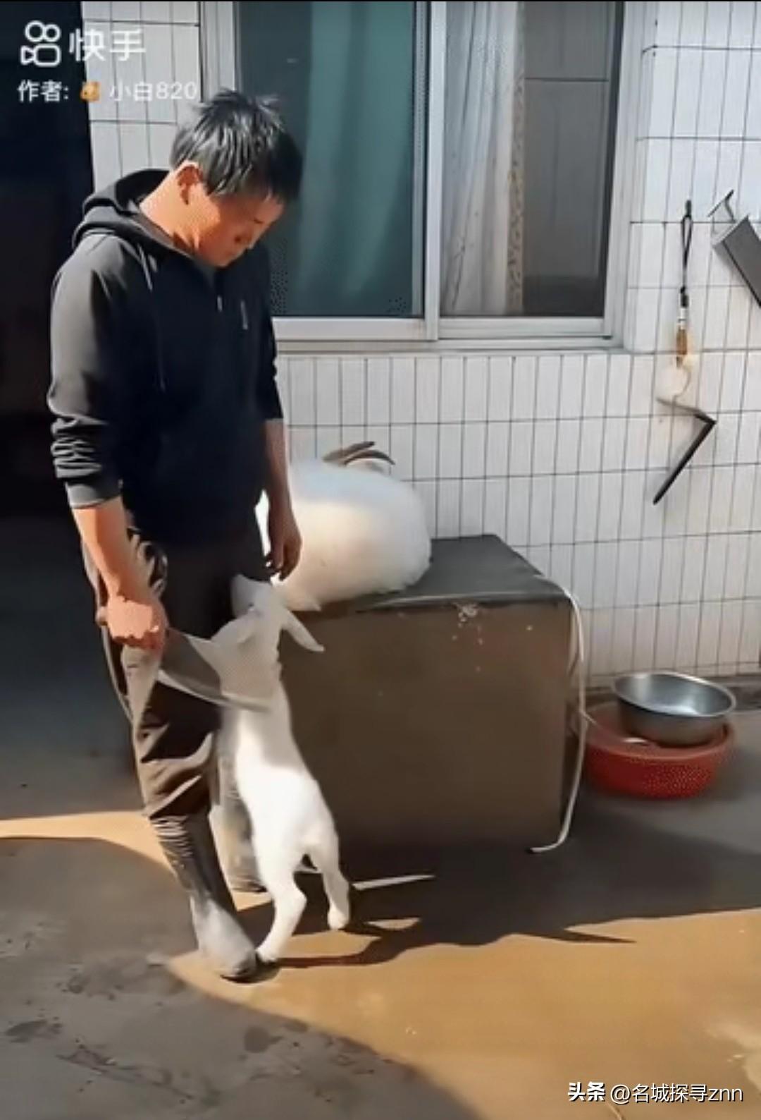 一名男子把母羊绑起来，放到台子上，手持刀具打算宰杀。旁边的小羊可怜兮兮地咩咩叫着