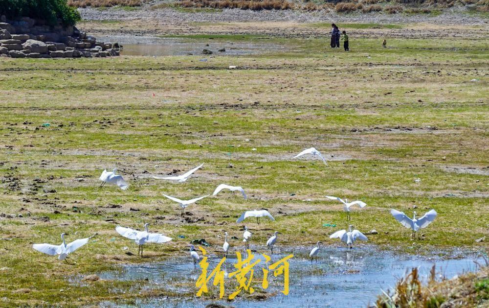 浅水湿地水草丰茂 数十只鹭鸟翔集嬉戏济南玉符河-app/#/content?ca