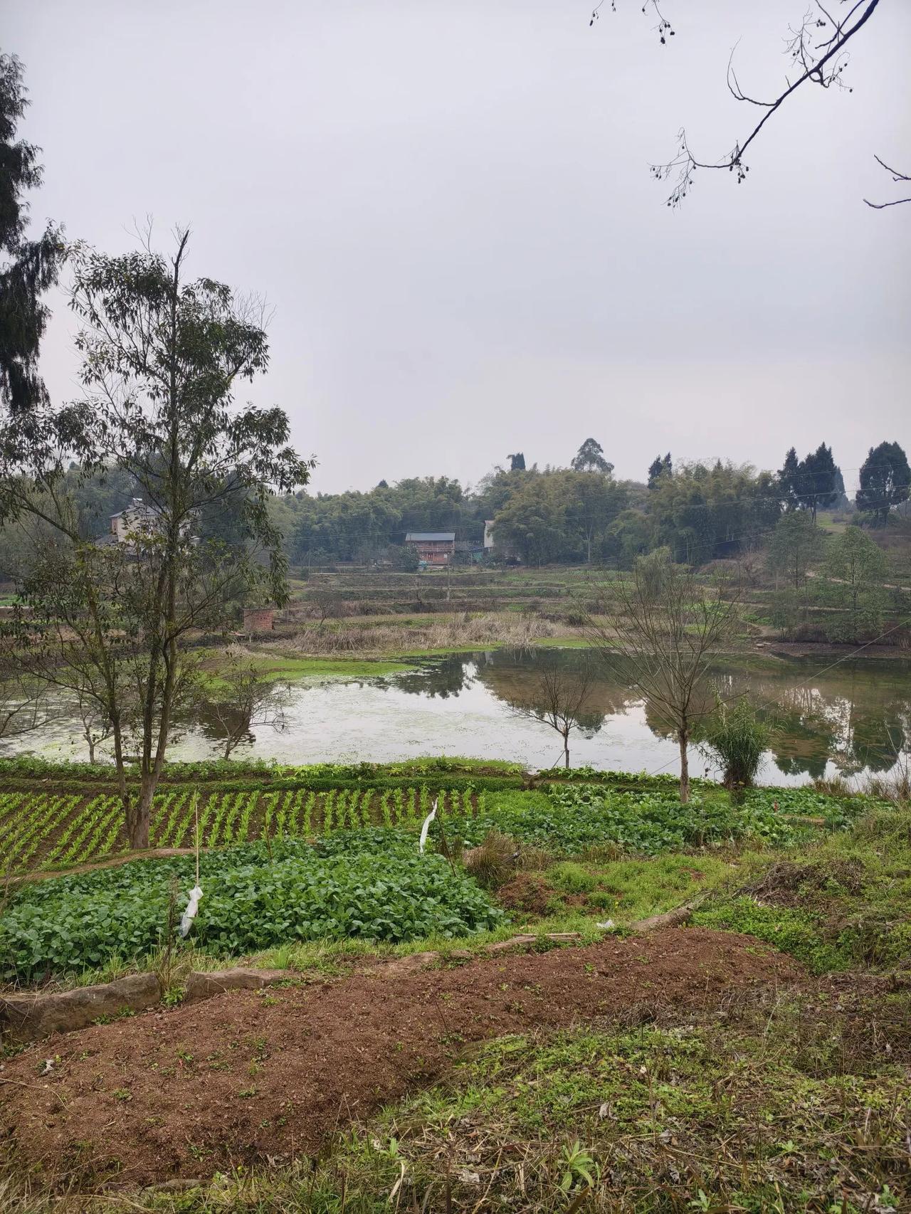 老家堰塘
        ——南木子
老家堰塘风景秀，
水浅小草绿油油。
心旷神