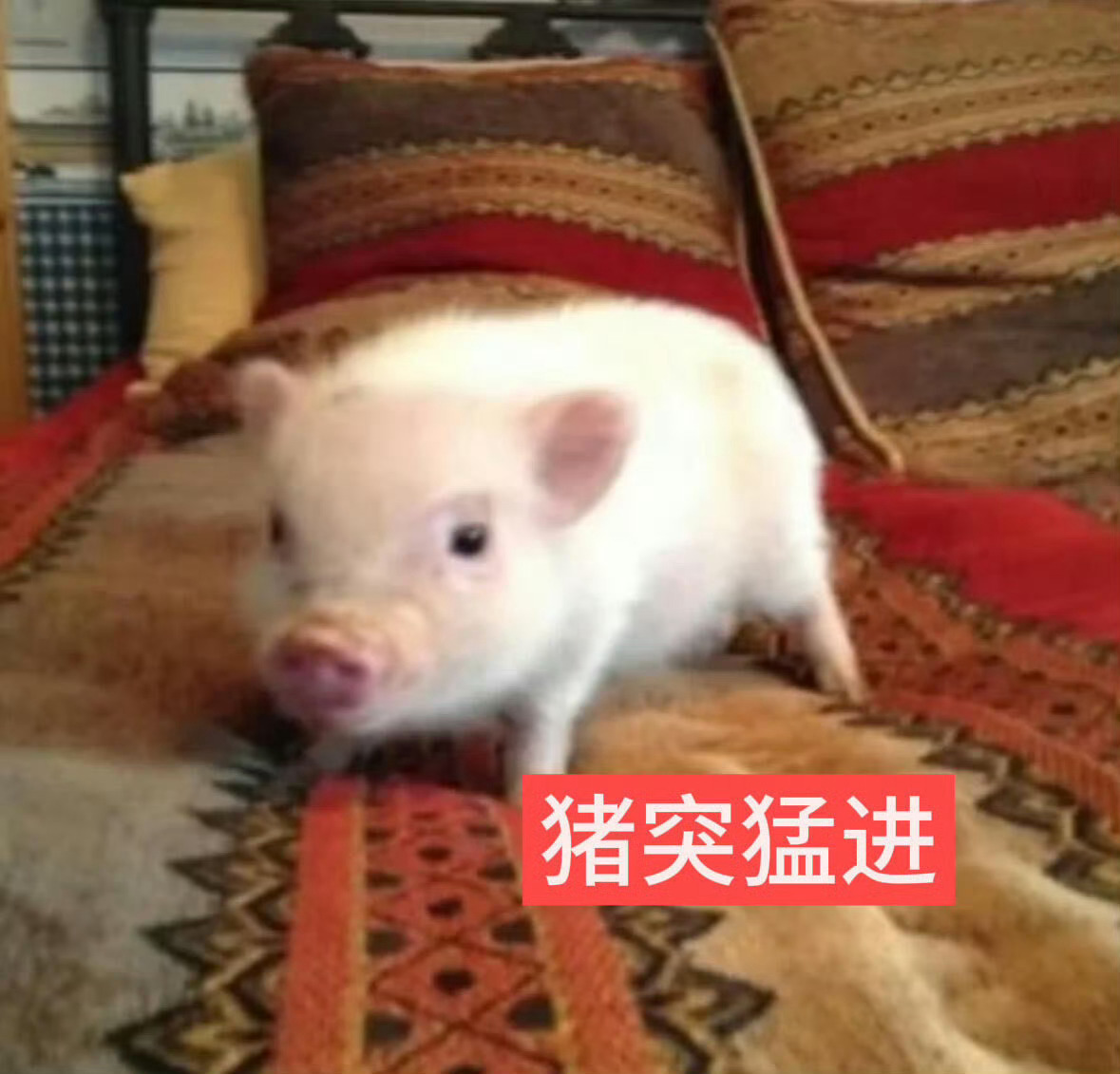 真的好想穿穿新装扮 但我喜欢的头像都是原创圈的 而我懒得打水印^－_－^ 