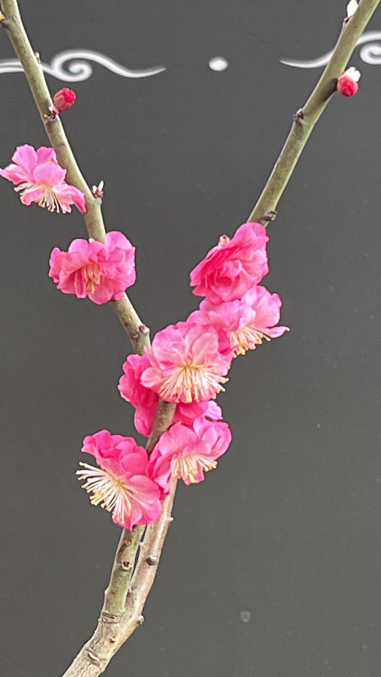 【原创】粉嫩的花朵绽放在枝头，春天的气息扑面而来。🌸🌸🌸