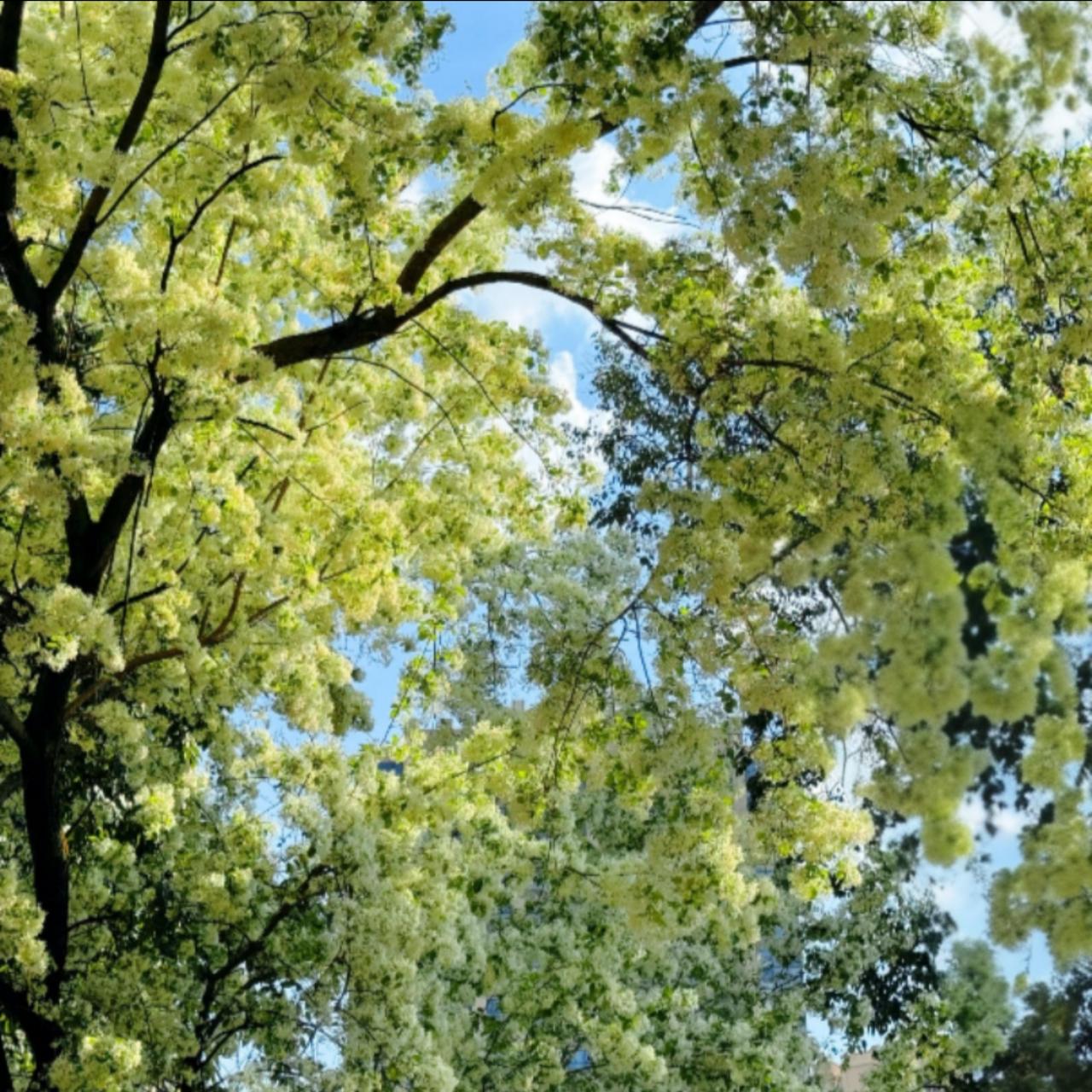 赏花观景：流苏花树
看图写话：
满树银花玲珑雪，
纯白无瑕冰玉洁。
淡雅芬芳漫枝