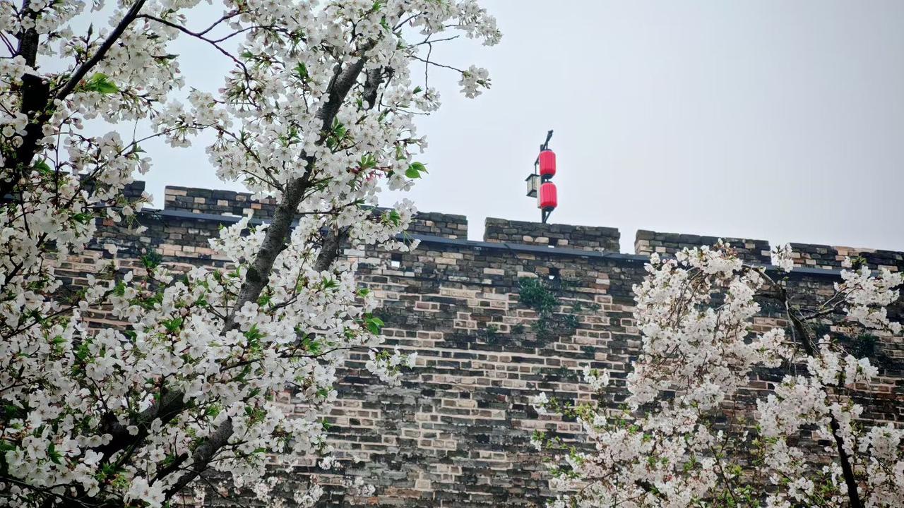 春日生活打卡季古城墙下，樱花漫开，红灯高挂，一砖一瓦皆是岁月，一花一灯尽是春光。