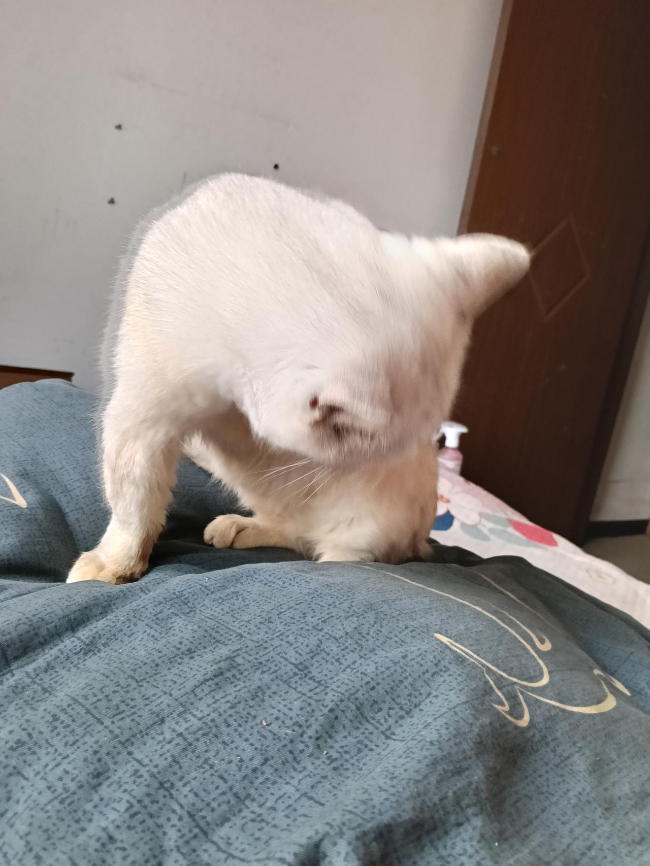 没吃到火腿肠的小家伙，一脸不开心的看着我。我被它那委屈巴巴的小模样逗乐了，蹲下身