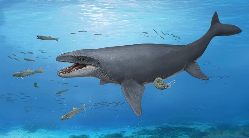 史前巨兽现身！日本首次发现约7000万年前“海中暴龙”沧龙化石海外新鲜事 日本冈