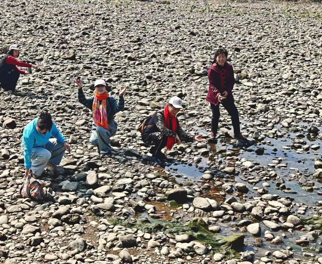 今日随手拍碎石滩被日光晒得暖烘烘，几汪浅水窝盛着清亮的光，人们弯腰捡拾时，像把春