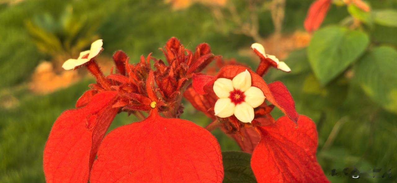 在版纳认识的新花友[耶]