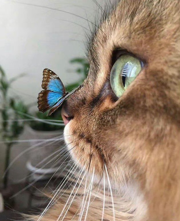 原来动画片都是真的：猫咪与蝴蝶🦋🐱 