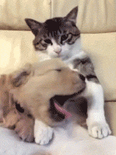 狗子一边哈欠连天一边说道：天不早了，睡吧。一旁的猫咪则一脸的嫌弃